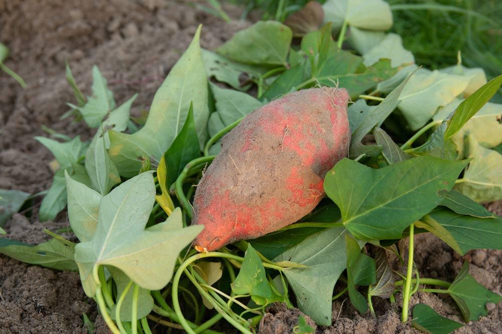 Patate douce : faire ses plants, cultiver et récolter