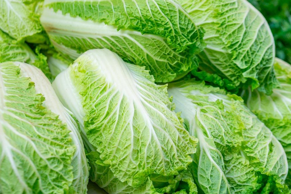 Pé-tsaï : semer, cultiver et récolter le chou chinois pommé