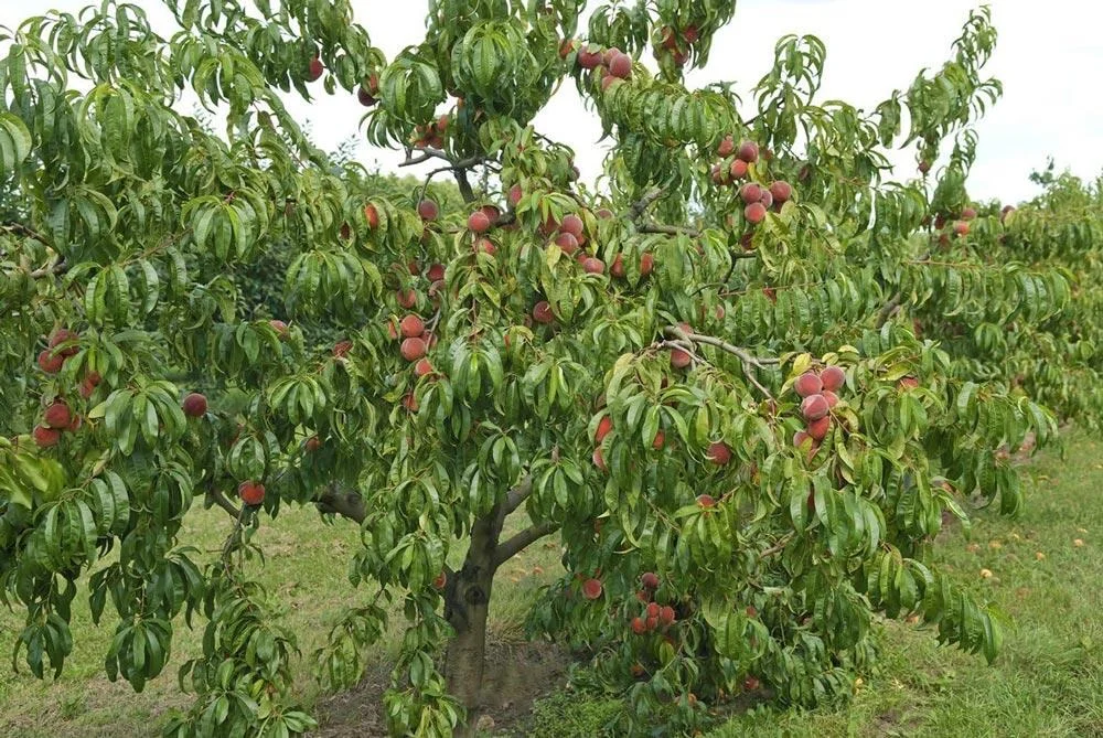Pêcher de vigne portant ses fruits