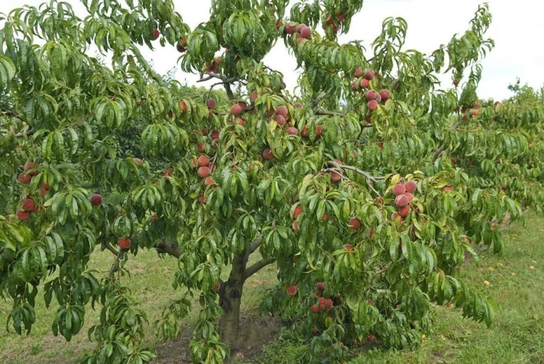 Pêcher de vigne portant ses fruits