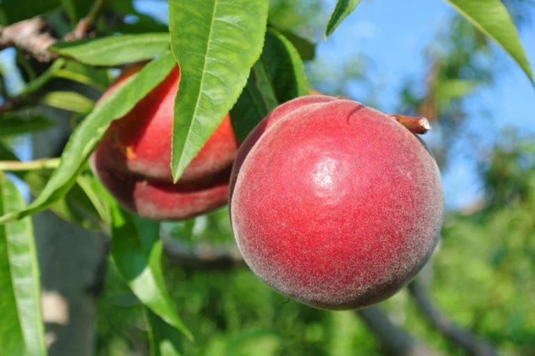 Pêcher de vigne