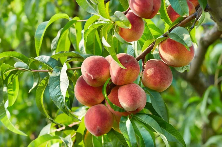 Pêcher