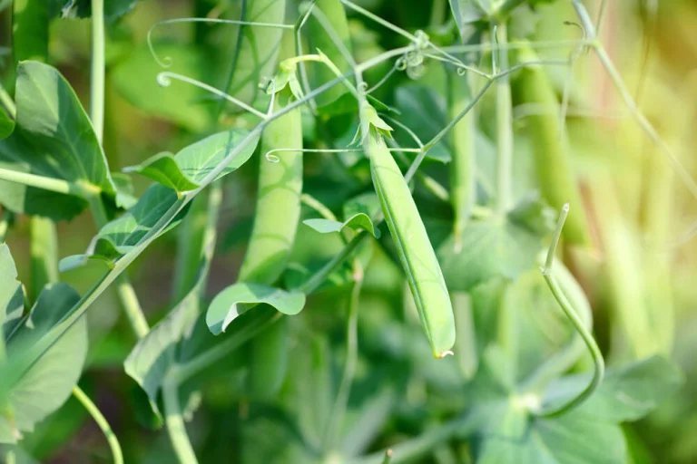 Petit pois