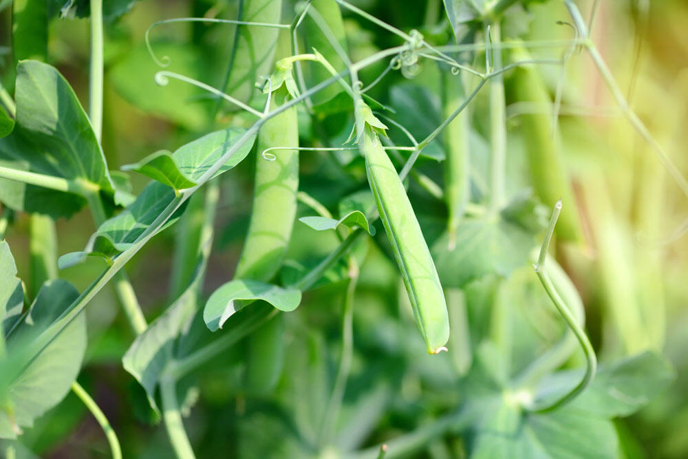 Petits pois : semer, tuteurer et récolter au potager