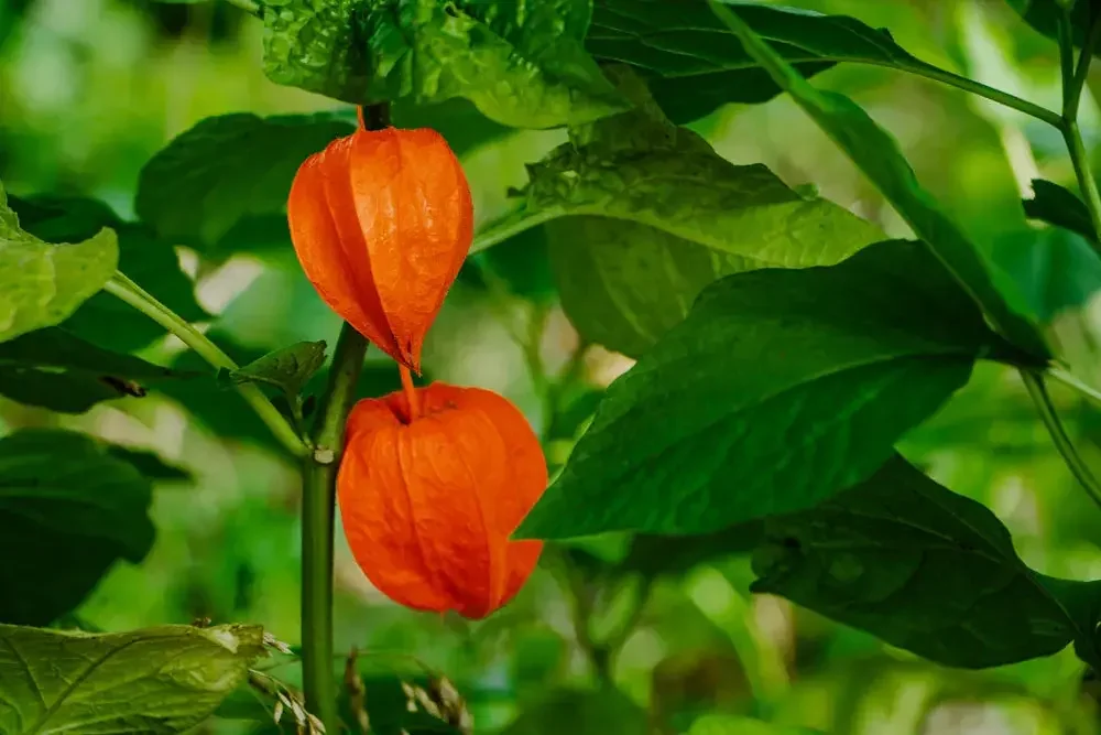 Fruits du physalis alkekengi non comestibles