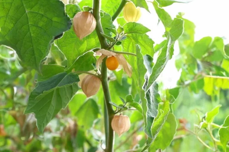 Physalis