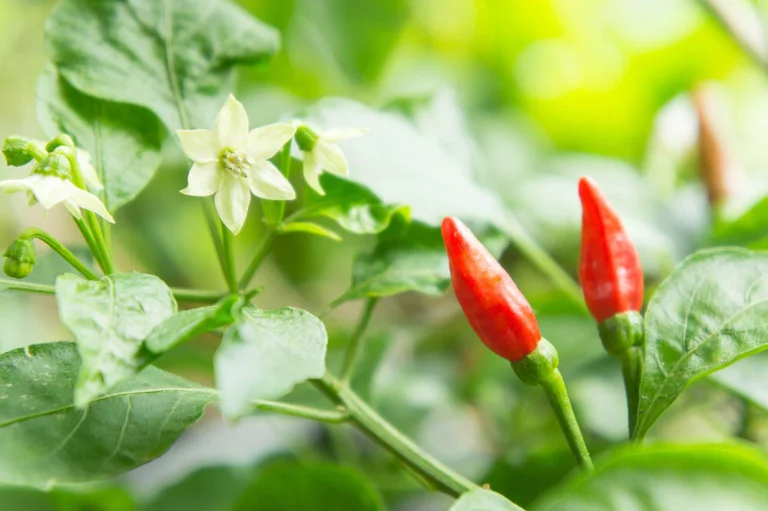 Piment