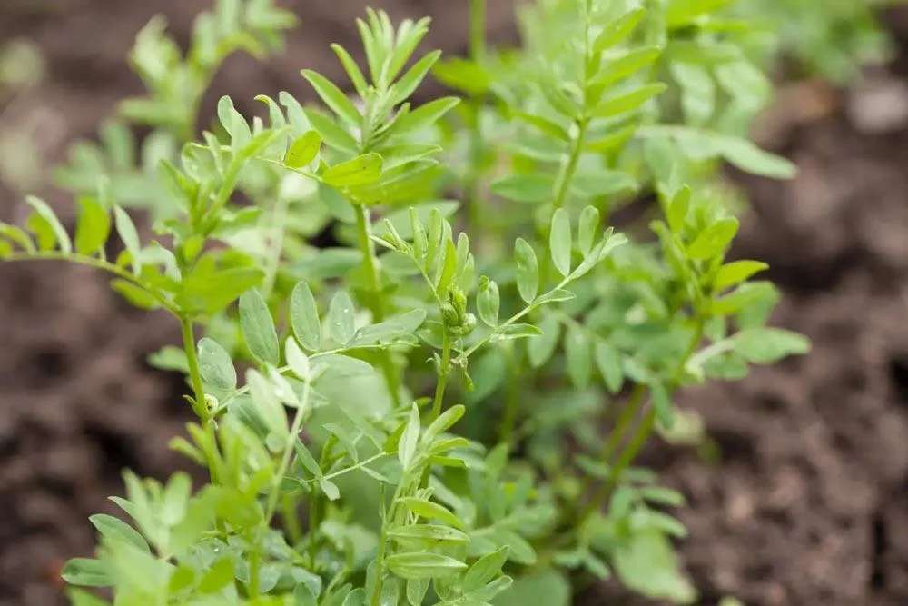 Entretien des plants de lentilles au potager