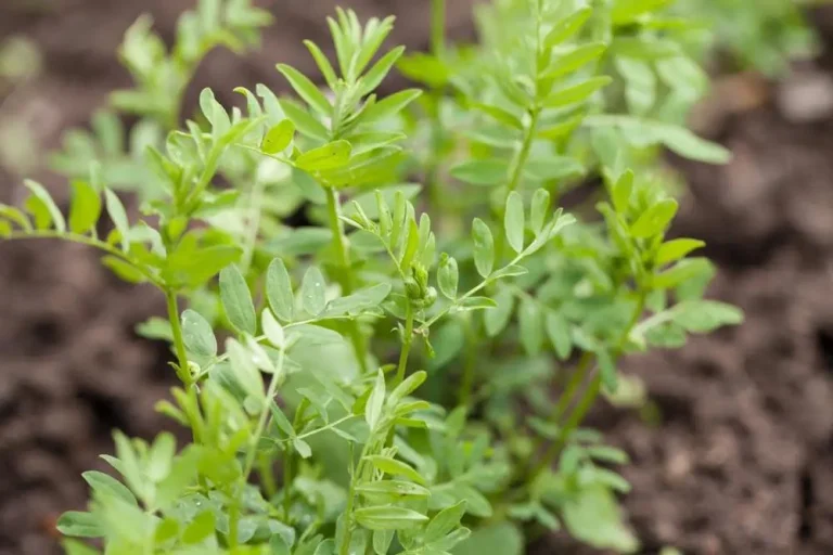 Entretien des plants de lentilles au potager