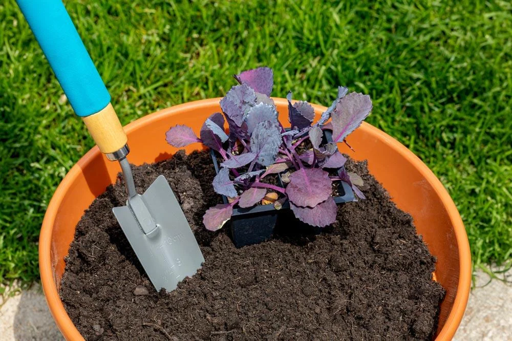 plantation-chou-rouge-en-pot