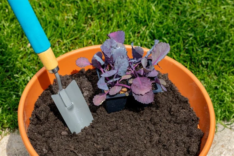 plantation-chou-rouge-en-pot