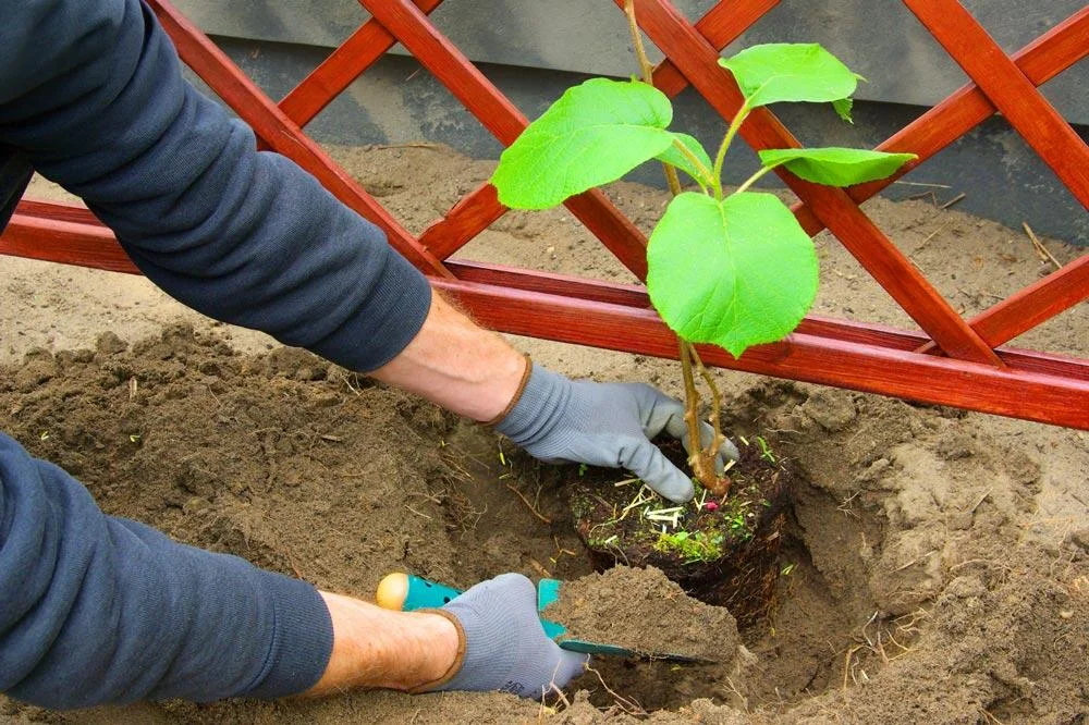 Plantation d’un kiwaï au jardin
