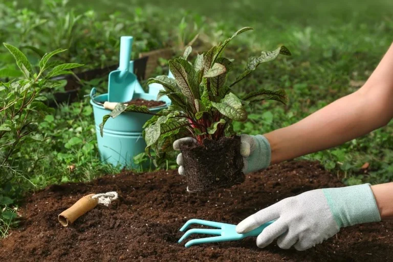 Plantation de jeunes plants d’oseille