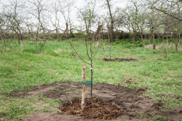 Plantation d’un jeune pêcher de vigne