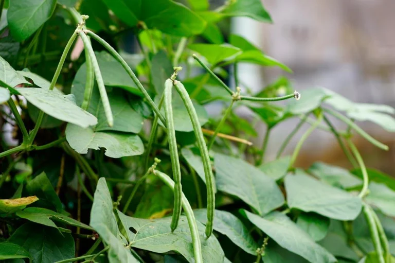 Plant de niébé portant ses gousses
