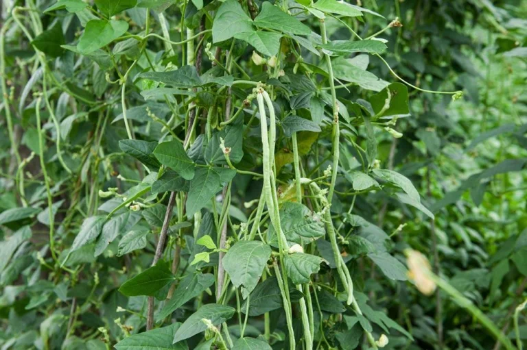 Entretien du niébé au potager