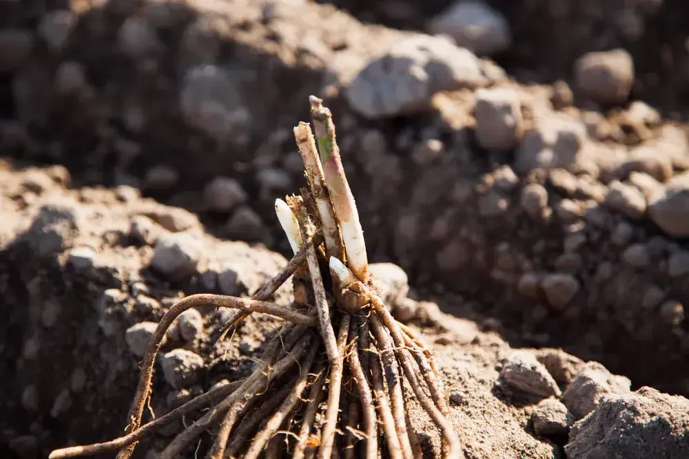 planter-asperge