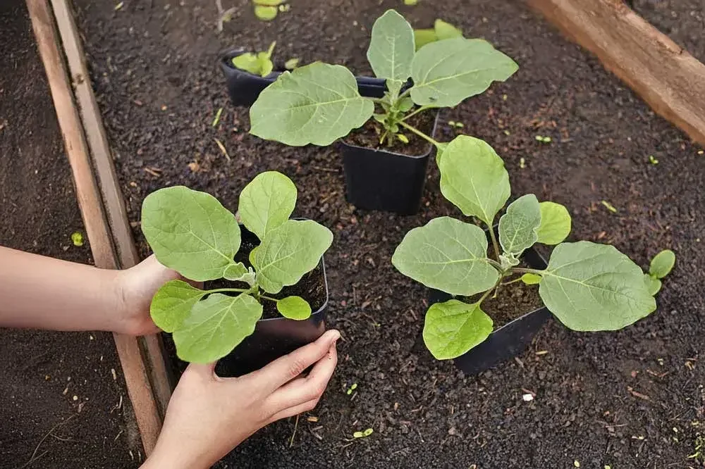 planter-aubergines
