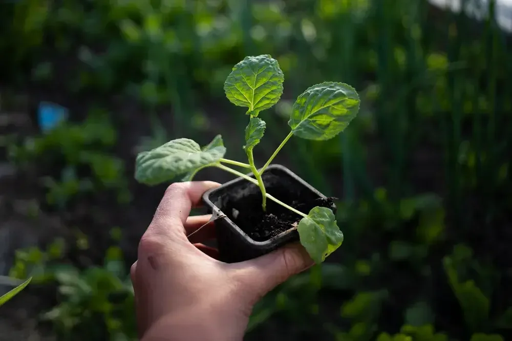 planter-brocoli