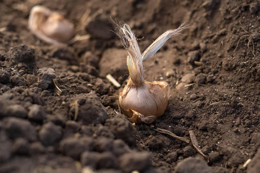 Plantation des cormes de safran en pleine terre