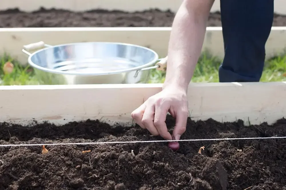 Plantation de bulbilles d’oignons au potager