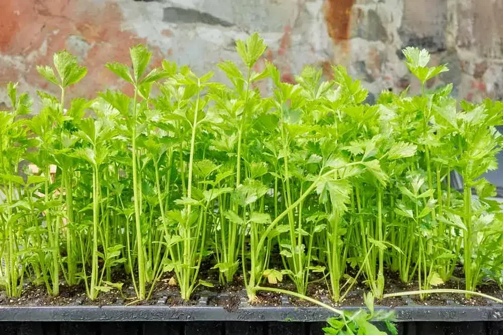 planter-celeris-plateau-de-semis