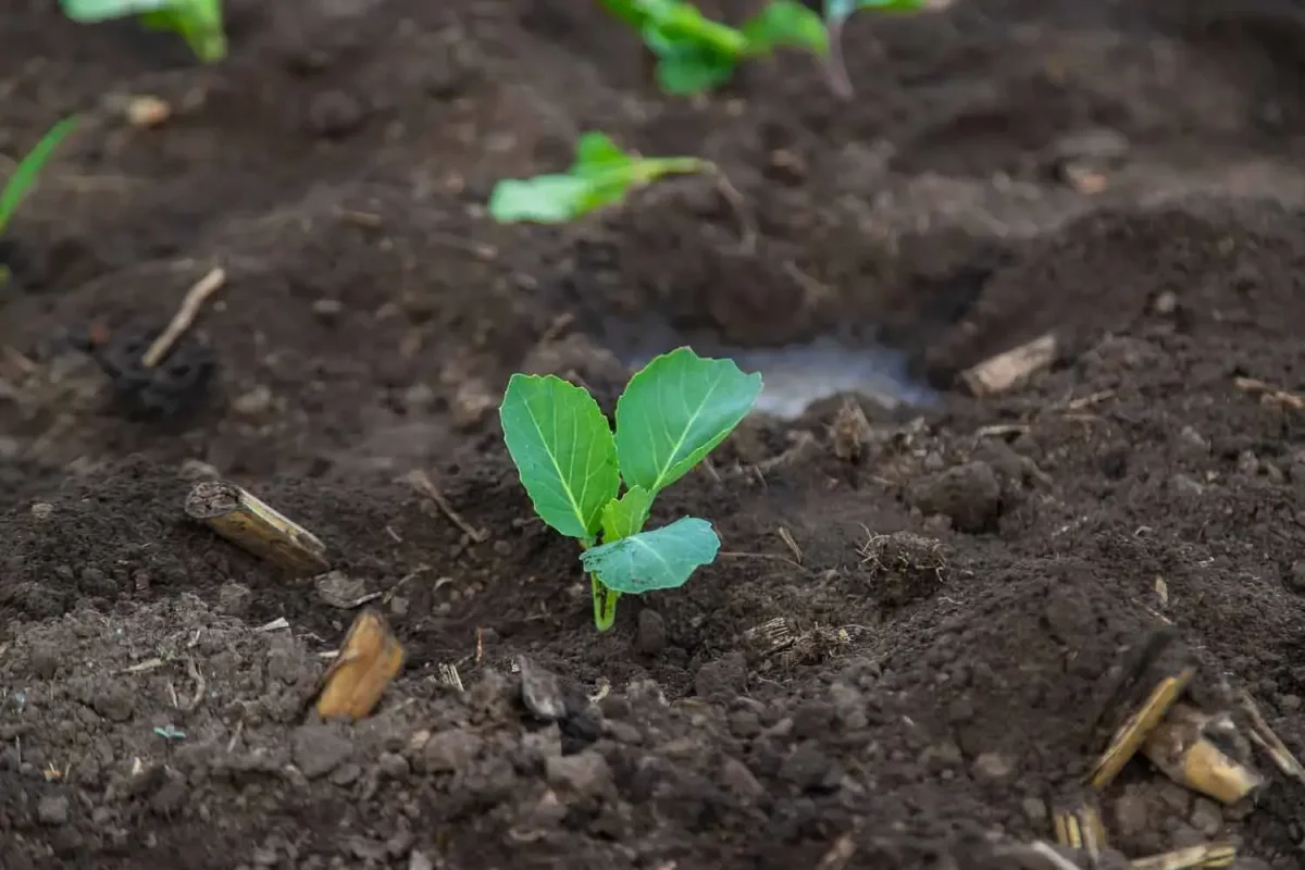 planter-chou