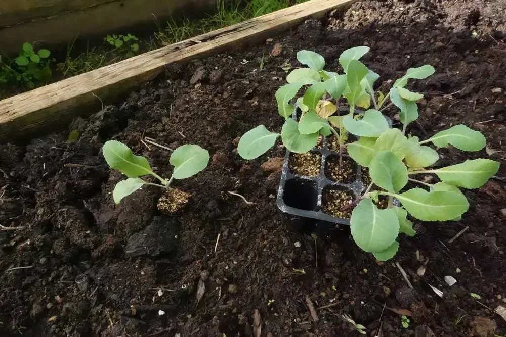 planter-choux-fleurs