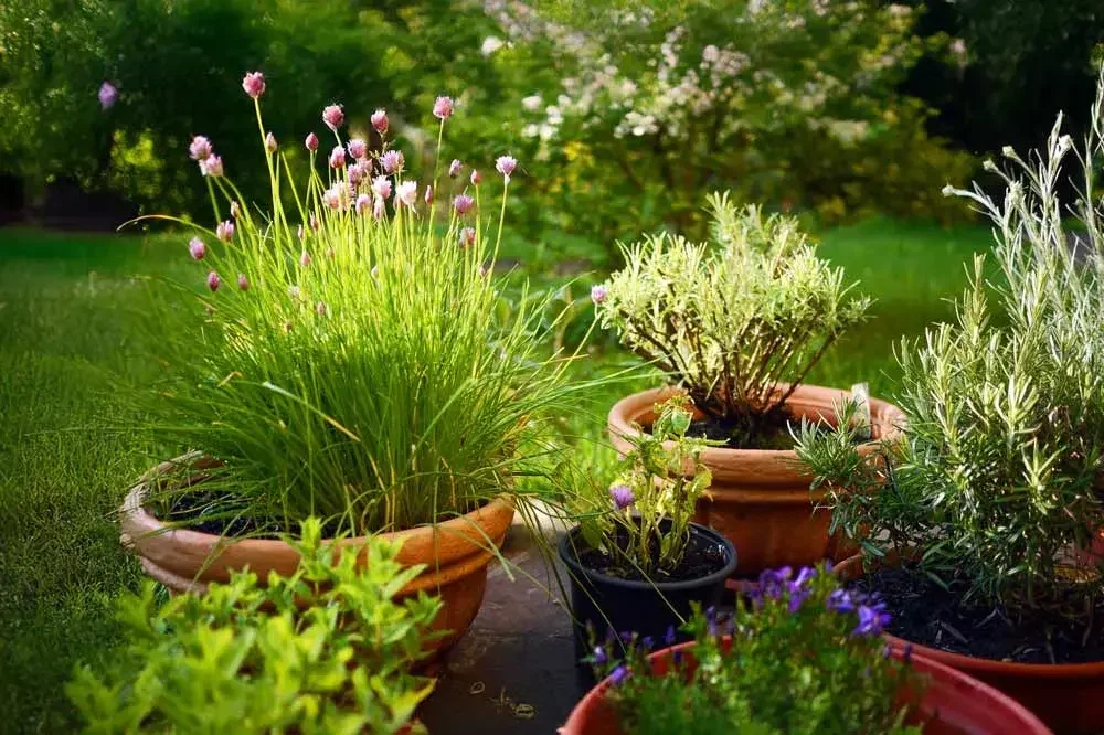 planter-ciboulette-en-pot