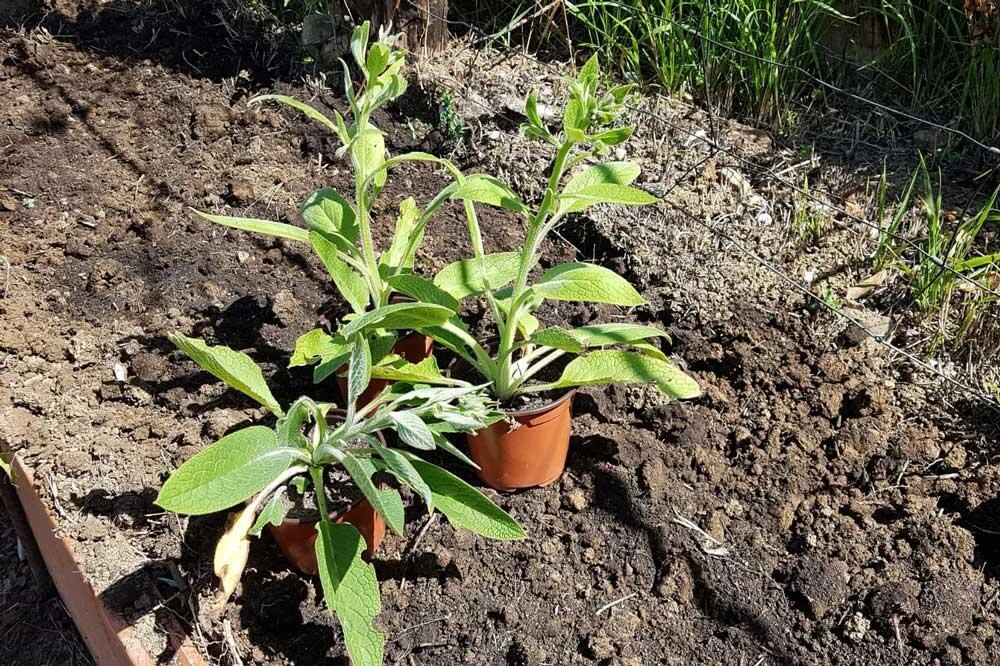 planter-consoude