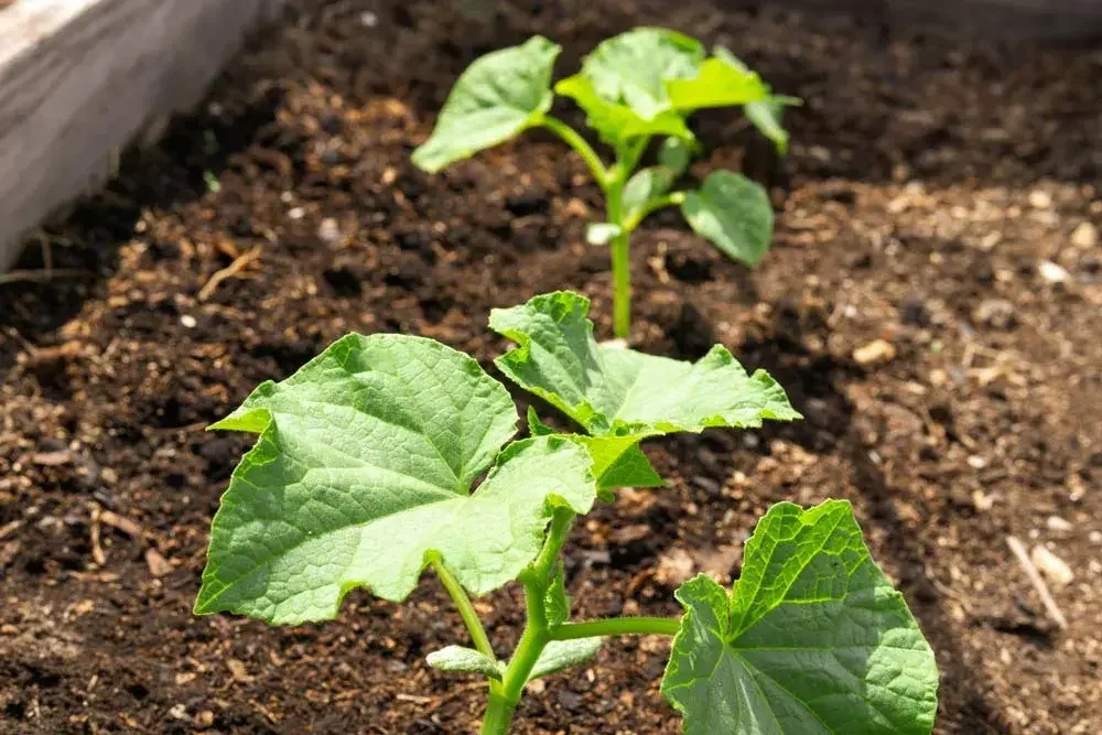 Plantation de jeunes plants de cornichon au potager