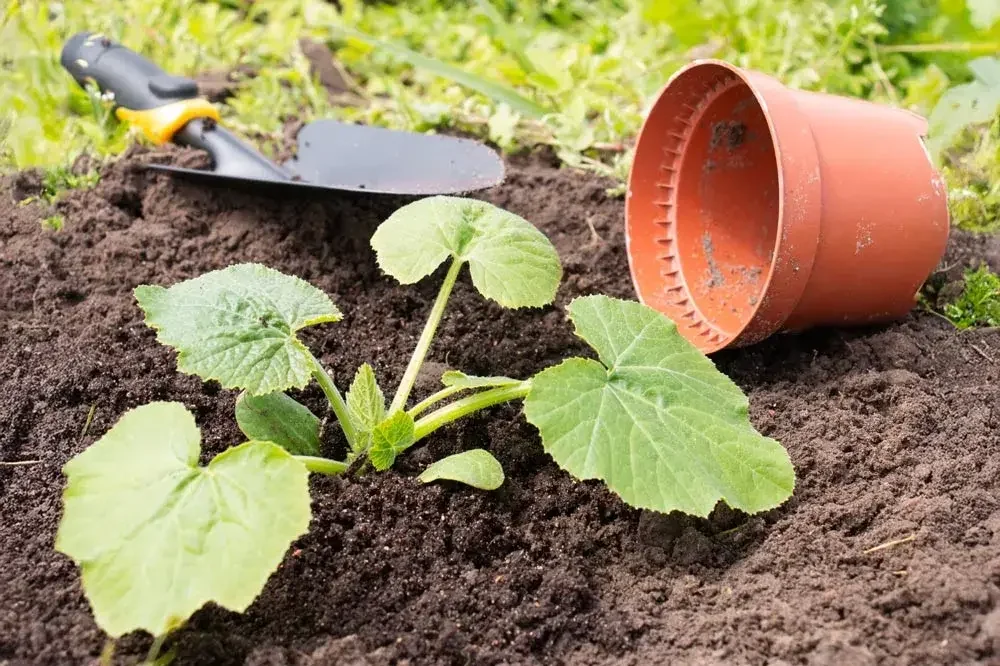 Plantation de jeunes courgettes au potager