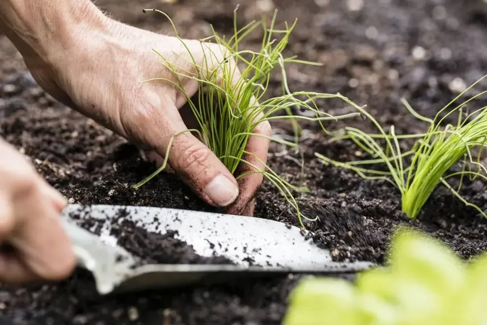 planter-de-la-ciboulette