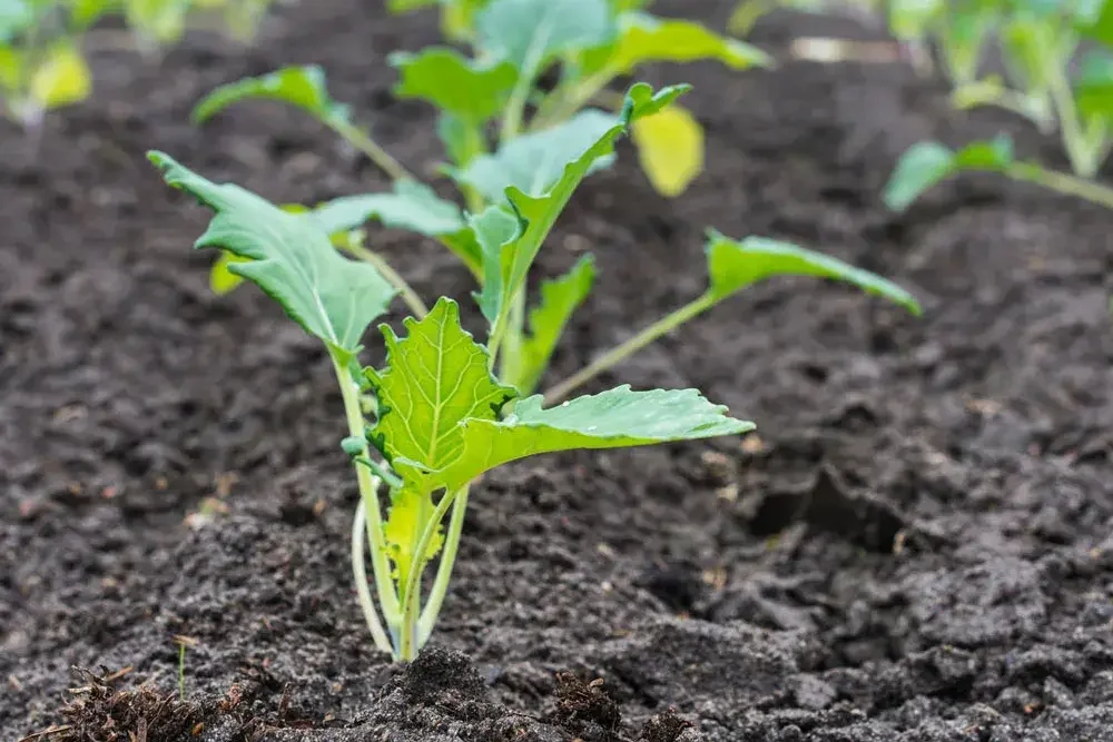 planter-des-choux-raves