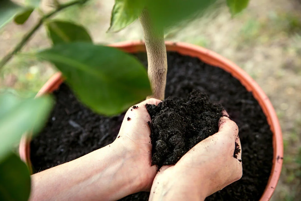 planter-en-pote-clementinier