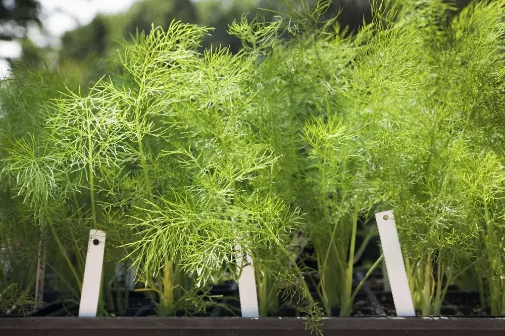 planter-fenouil