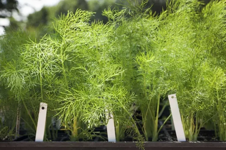 planter-fenouil