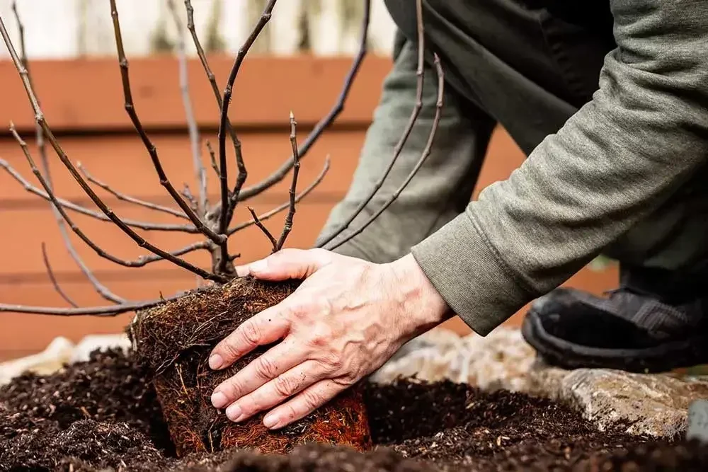 Plantation d’un figuier au jardin