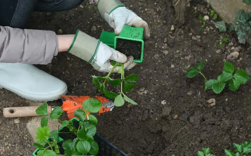 Plantation de fraisiers au jardin