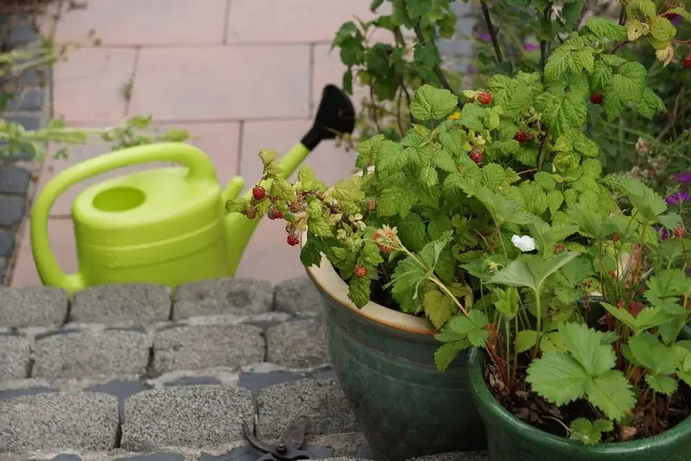 Culture d’un framboisier en pot sur terrasse ou balcon