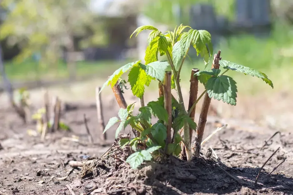 Plantation d’un framboisier au jardin