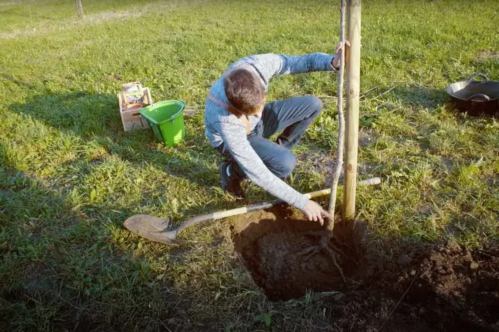Plantation d’un jeune poirier