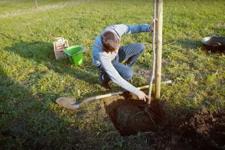 Plantation d’un jeune poirier