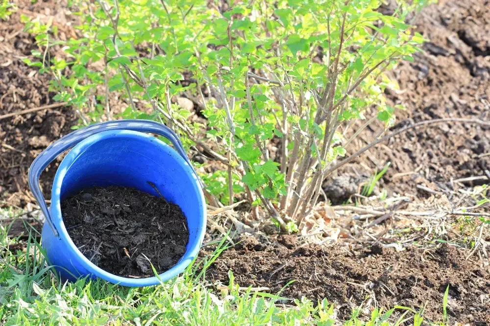 Plantation d’un groseillier au jardin
