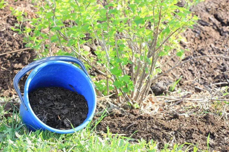 Plantation d’un groseillier au jardin
