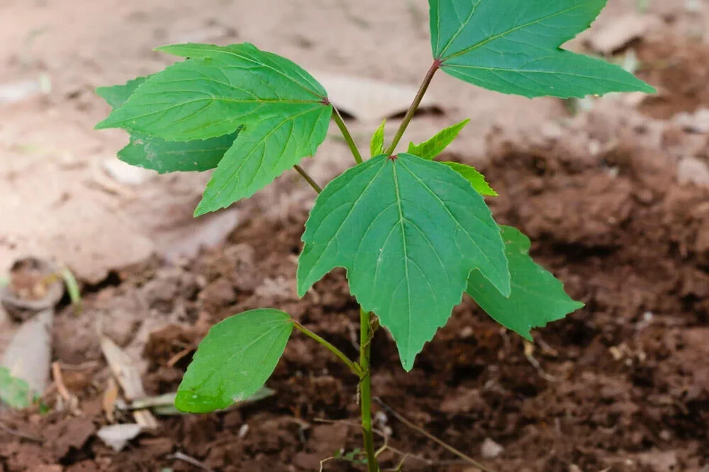 Plantation d’hibiscus sabdariffa en pleine terre