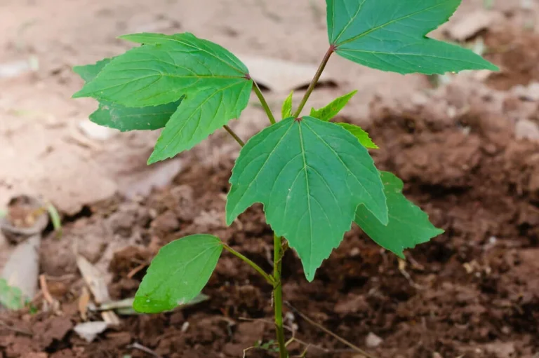 Plantation d’hibiscus sabdariffa en pleine terre