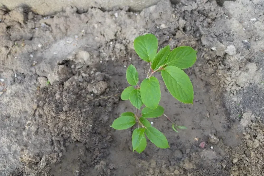 Plantation d’un kiwi au jardin