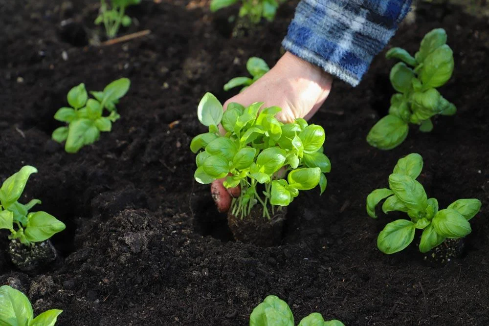 planter-le-basilic-au-potager