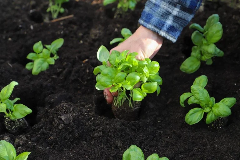planter-le-basilic-au-potager